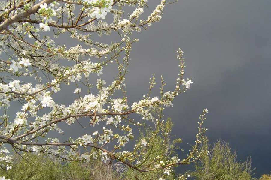 LABORES DE INVIERNO
