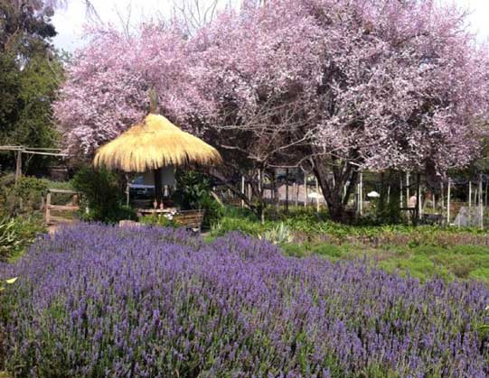 PRIMAVERA EN EL JARDÍN
