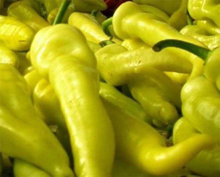 EL AJI, TIQUITIQUITÍ