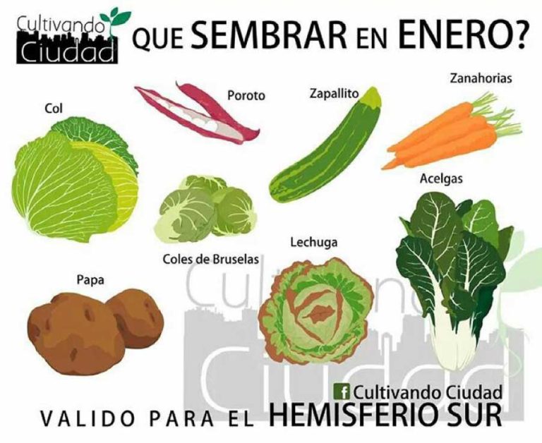 EDITORIAL ENERO 2021
