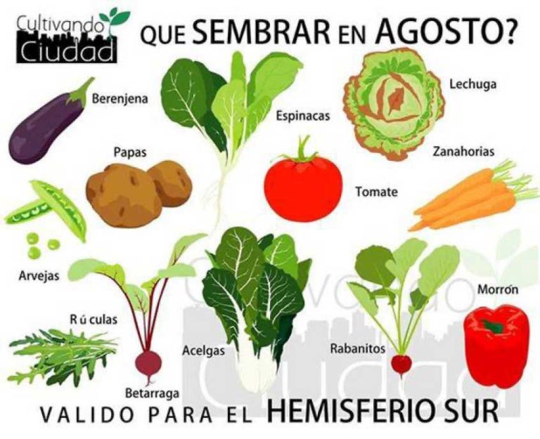 EDITORIAL AGOSTO 2020