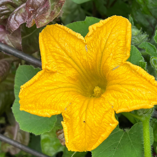 EDITORIAL DICIEMBRE 2025